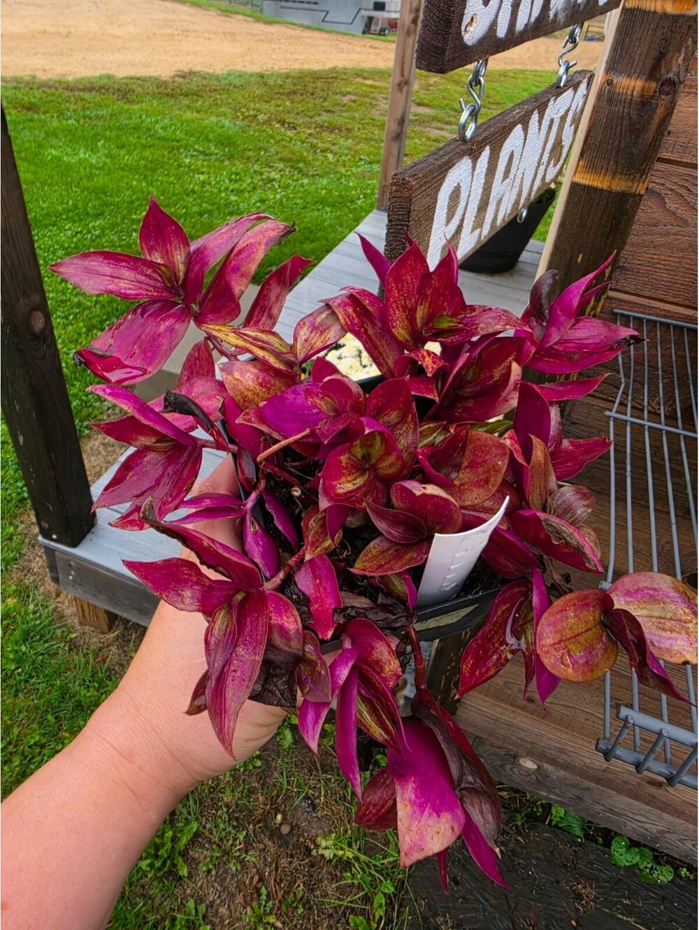 LIVE PLANT: Purple Plush Tradescantia